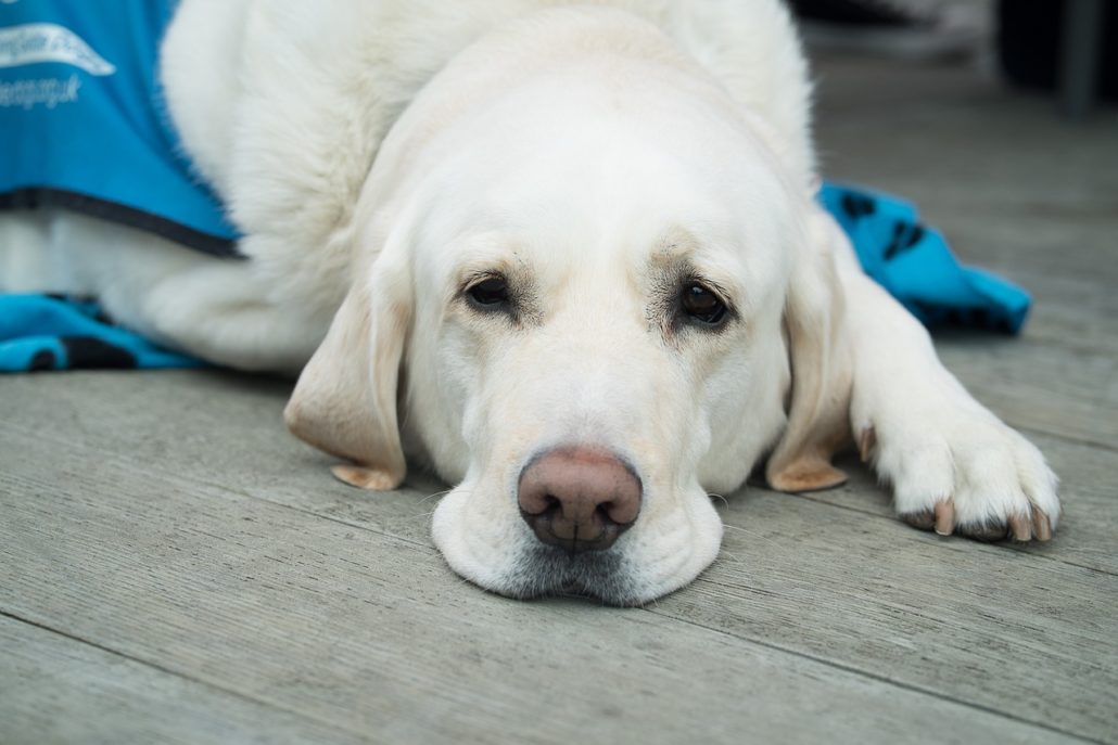 Picture of yellow lab lying down