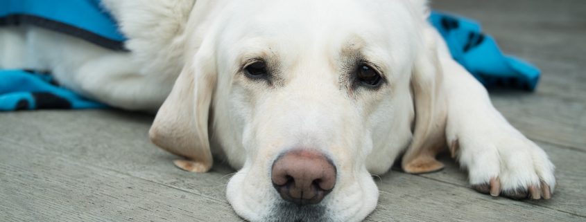 Picture of yellow lab lying down