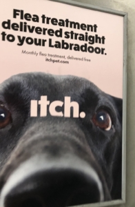 Poster of Labrador advertising flea treatment